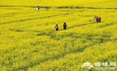 2014清明小长假奉贤赏油菜花，赏花攻略！[墙根网]