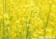 2014清明小长假奉贤赏油菜花，赏花攻略！