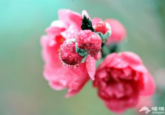 2014南宁第七届赏花旅游节暨第六届山水桃花节开幕