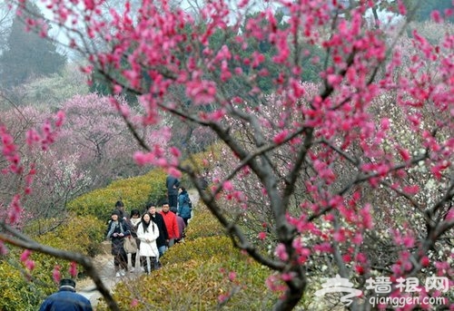 又到赏梅时节 盘点中国四大梅园和赏梅胜地
