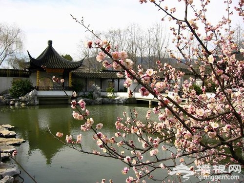 又到赏梅时节 盘点中国四大梅园和赏梅胜地