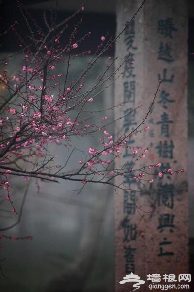 又到赏梅时节 盘点中国四大梅园和赏梅胜地