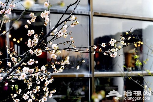 又到赏梅时节 盘点中国四大梅园和赏梅胜地