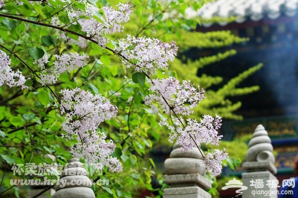 2014怀柔春天看花去哪?春季赏花踏青线路推荐[墙根网]