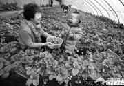 昌平草莓采摘价格首降 贵族变平民每斤三十元