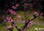 观景赏花烧烤 京郊5个踏青好去处