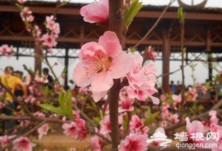 2014虎峰山桃花节3月1日开幕 赏花踏青好去处