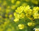 2014北京房山长沟油菜花观赏攻略