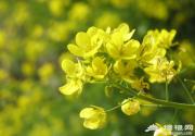 2014北京房山长沟油菜花观赏攻略