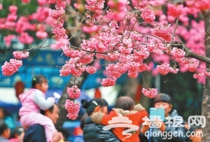2014昆明动物园第十五届雪兰樱花节开幕