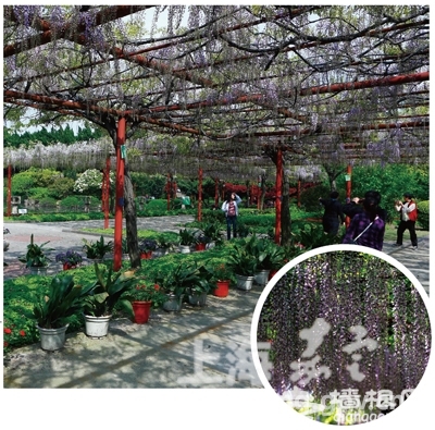 2014上海紫藤花节时间、地点一览