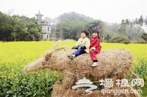 2014开平碉楼油菜花节上周六开幕