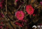2014北京春天赏花摄影攻略