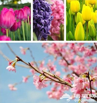 2014年绍兴樱花节3月15日开幕