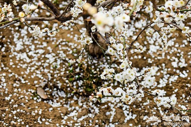 春季京郊密云去赏花 樱桃花观赏攻略