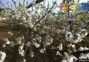 2014春游踏青去哪玩 2014北京春季踏青赏花好去处
