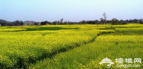 潼南县油菜花进入绽放初期 30万亩花田披上黄金甲