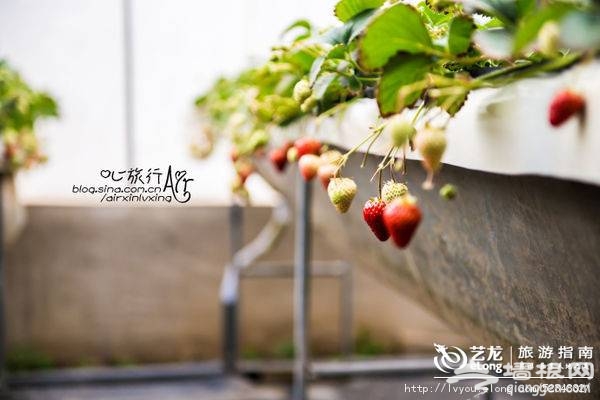 2014北京昌平草莓采摘亲子游记攻略(组图欣赏)
