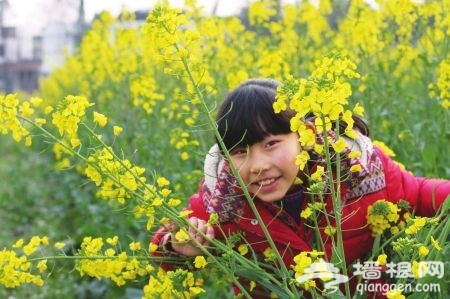 2014金堂油菜花节3月7日开幕