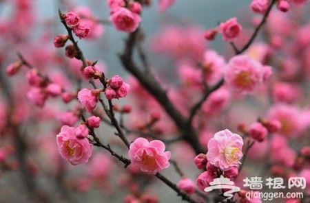 2014京郊春季赏花攻略
