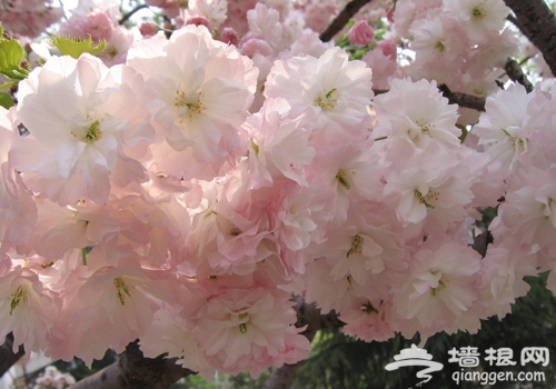 上海三月份去哪赏樱花 2014上海去哪赏樱花最好[墙根网]
