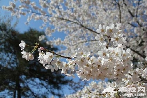 上海三月份去哪赏樱花 2014上海去哪赏樱花最好[墙根网]