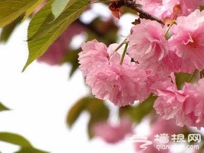 上海三月份去哪赏樱花 2014上海去哪赏樱花最好[墙根网]