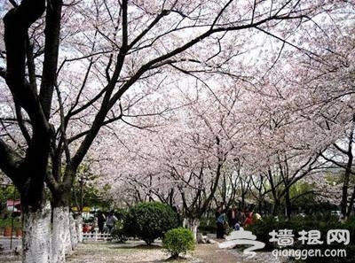 上海三月份去哪赏樱花 2014上海去哪赏樱花最好[墙根网]