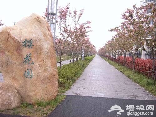 上海三月份去哪赏樱花 2014上海去哪赏樱花最好[墙根网]