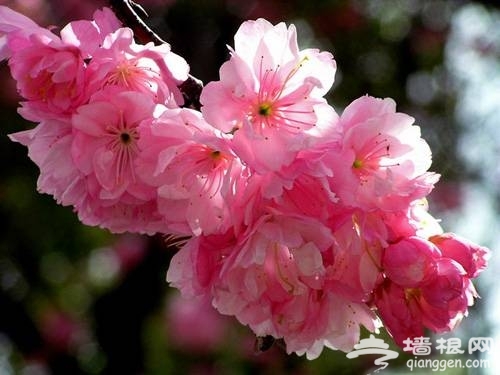 上海三月份去哪赏樱花 2014上海去哪赏樱花最好[墙根网]
