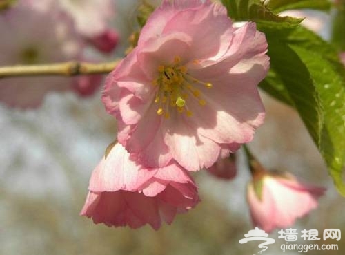 上海三月份去哪赏樱花 2014上海去哪赏樱花最好[墙根网]
