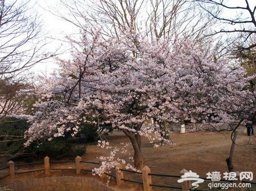 上海三月份去哪赏樱花 2014上海去哪赏樱花最好[墙根网]