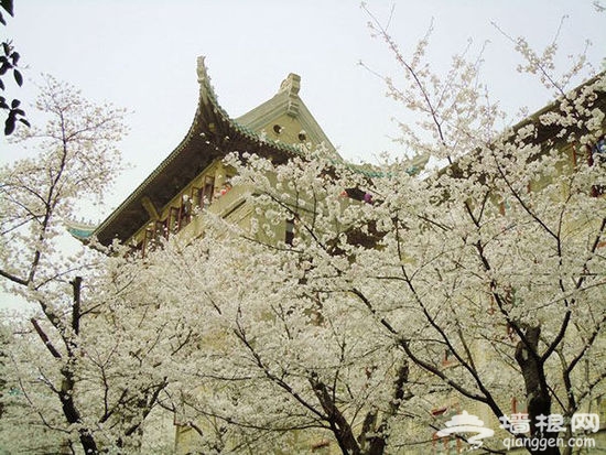 在武汉 淋一场芳香旖旎的樱花雨