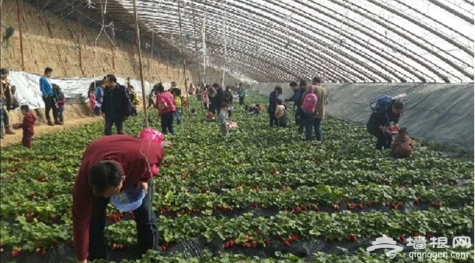 石家庄市佐美庄园第四届草莓采摘节启幕[墙根网]