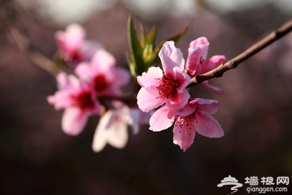 2014平谷桃花节游玩攻略(先行预告)