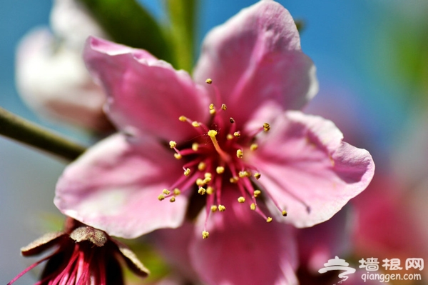 2014平谷桃花节游玩攻略(先行预告)