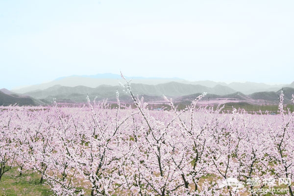 香营乡新庄堡 4月杏花开