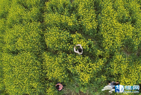珠海莲洲油菜花 珠海莲洲油菜花