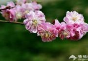 北京春天赏花 拍摄花朵攻略及目的地推荐