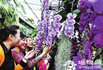 北京植物园花展 女游客免费领盆栽[墙根网]