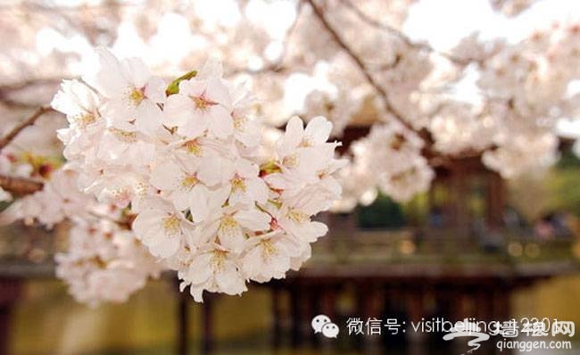 北京春游去哪玩 2014北京春季踏青赏花全攻略宝典