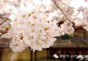 北京春游去哪里看花?北京踏青赏花好去处全攻略