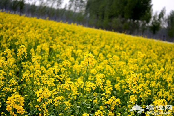 北京花海全攻略:京郊有花海,何必下江南