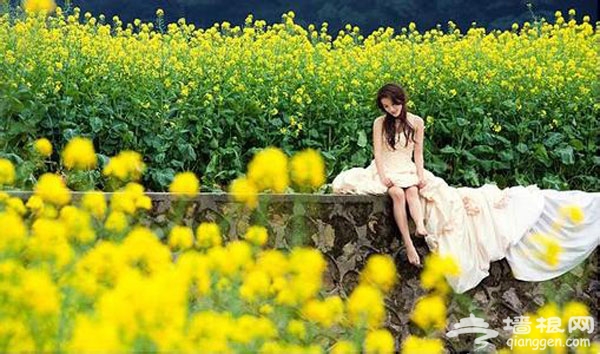 北京花海全攻略:京郊有花海,何必下江南