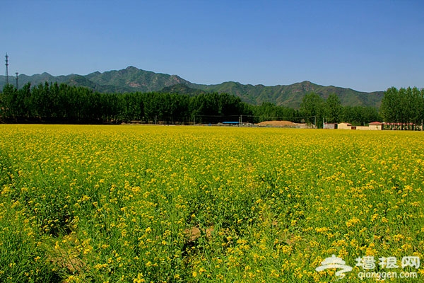 北京花海全攻略:京郊有花海,何必下江南