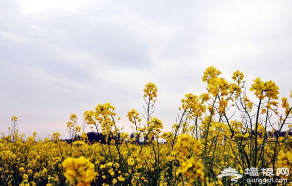 北京花海全攻略:京郊有花海,何必下江南