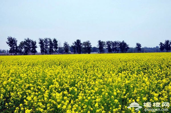 北京花海全攻略:京郊有花海,何必下江南