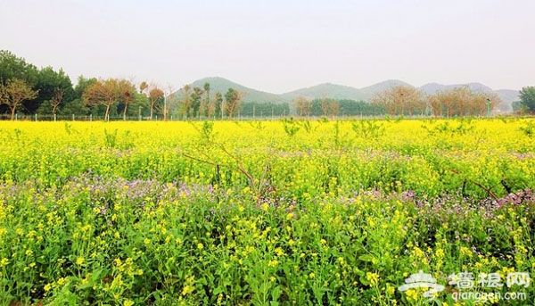 北京花海全攻略:京郊有花海,何必下江南