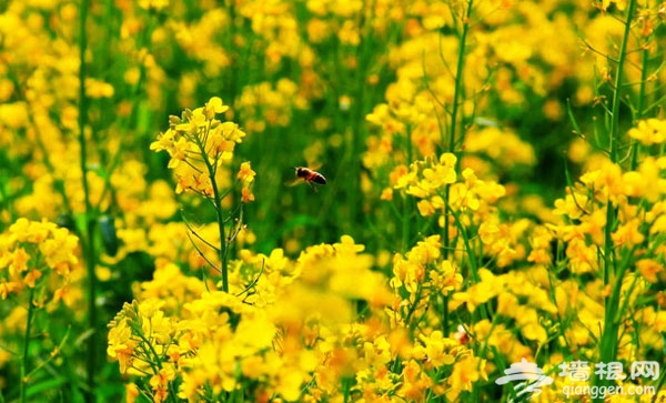 北京花海全攻略:京郊有花海,何必下江南