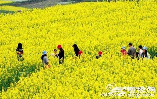2014河南驻马店万亩油菜花提前入“花季”